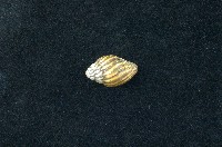 藏品(大燄筆螺)的圖片